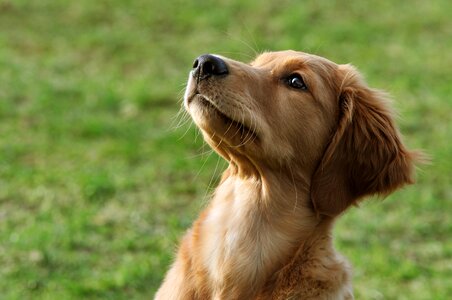 Dog puppy portrait photo