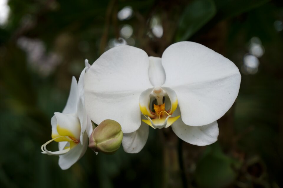 Flower bloom