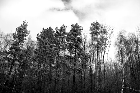 Horror dark forest tree