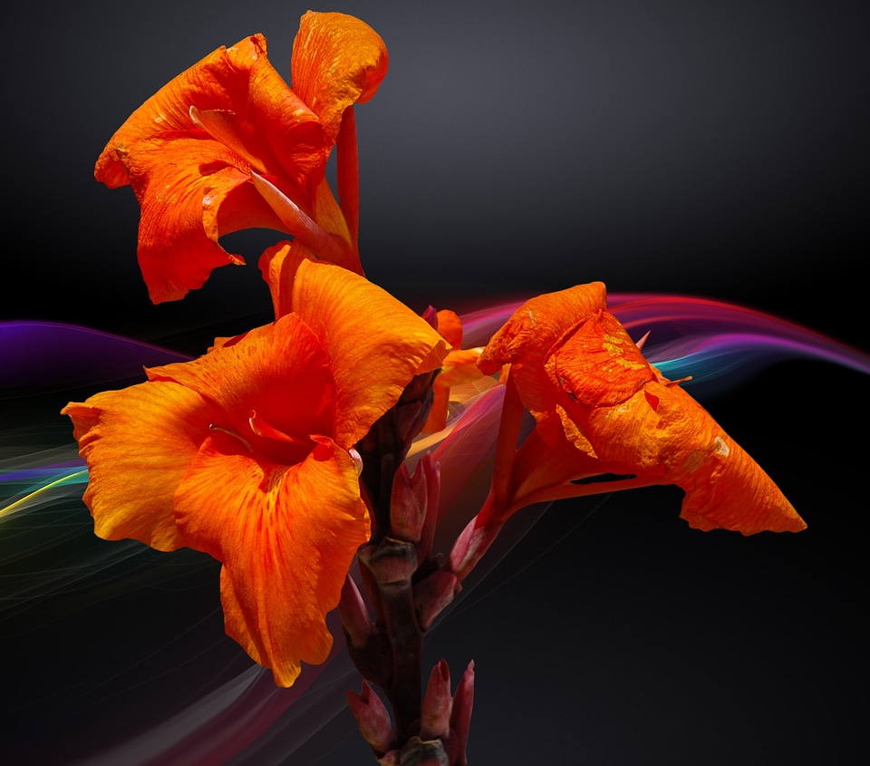 Bloom flower orange