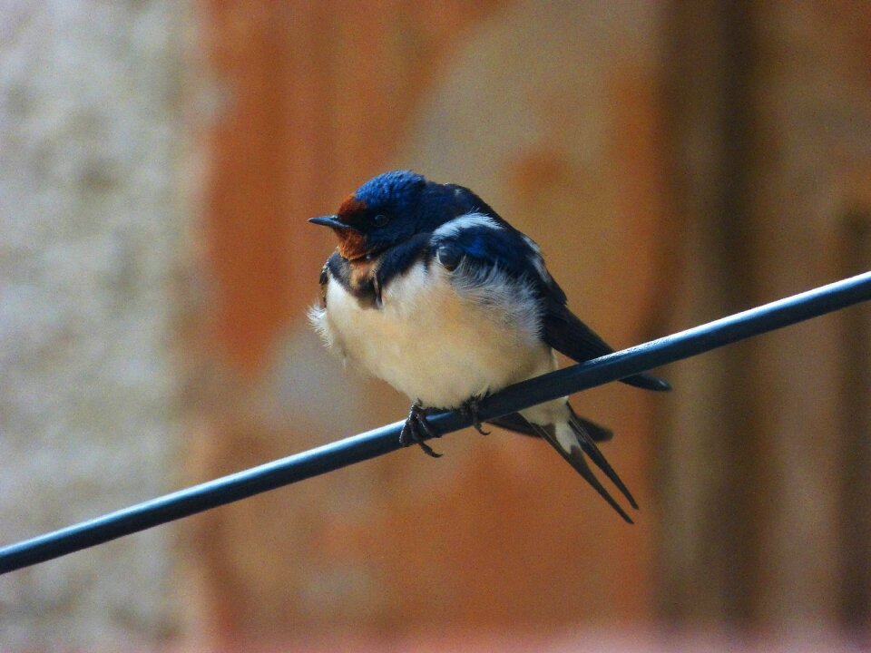 Oreneta cable hirundo rustica