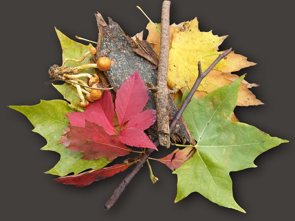 Emerge autumn decoration