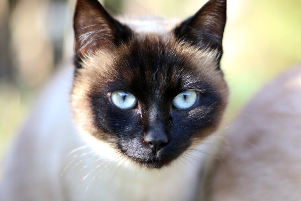 Cat cat head domestic animal