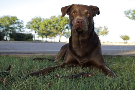 Retriever pet photo