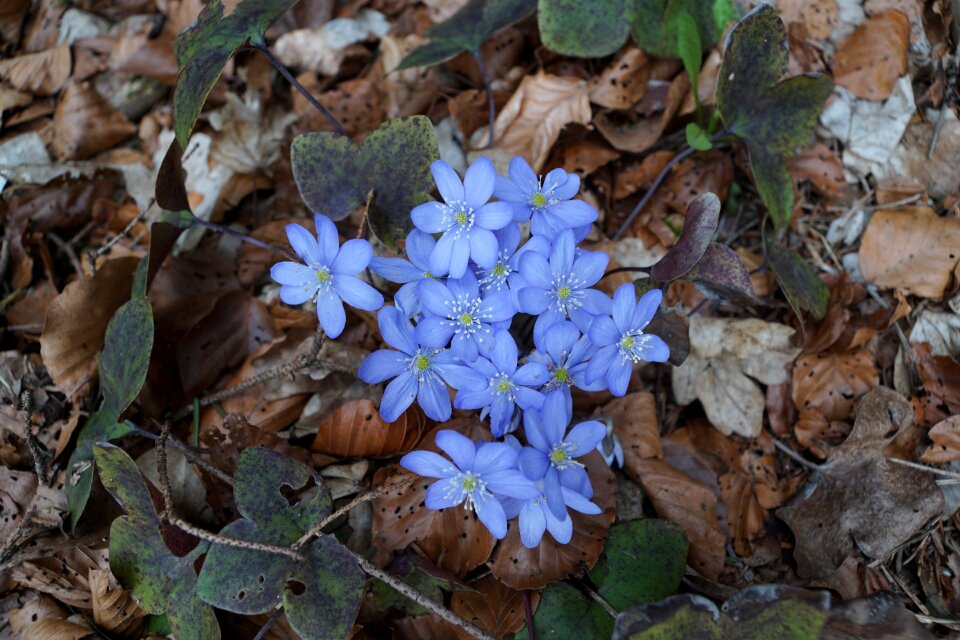 Blue forest floor ground