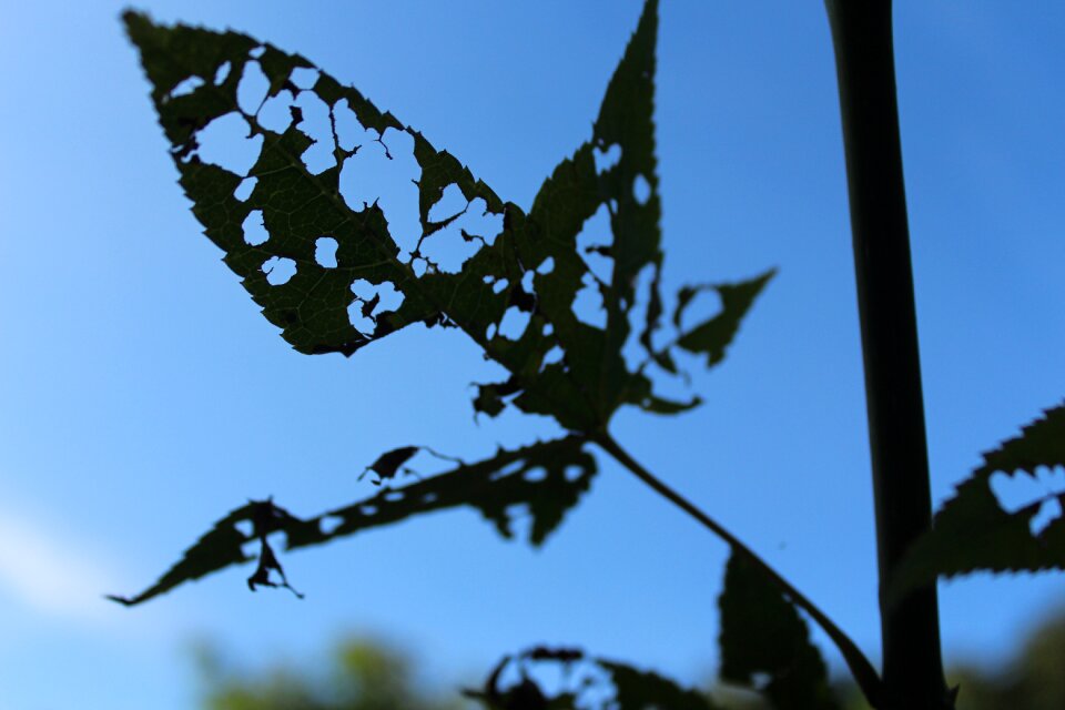 Leaves perspective incomplete