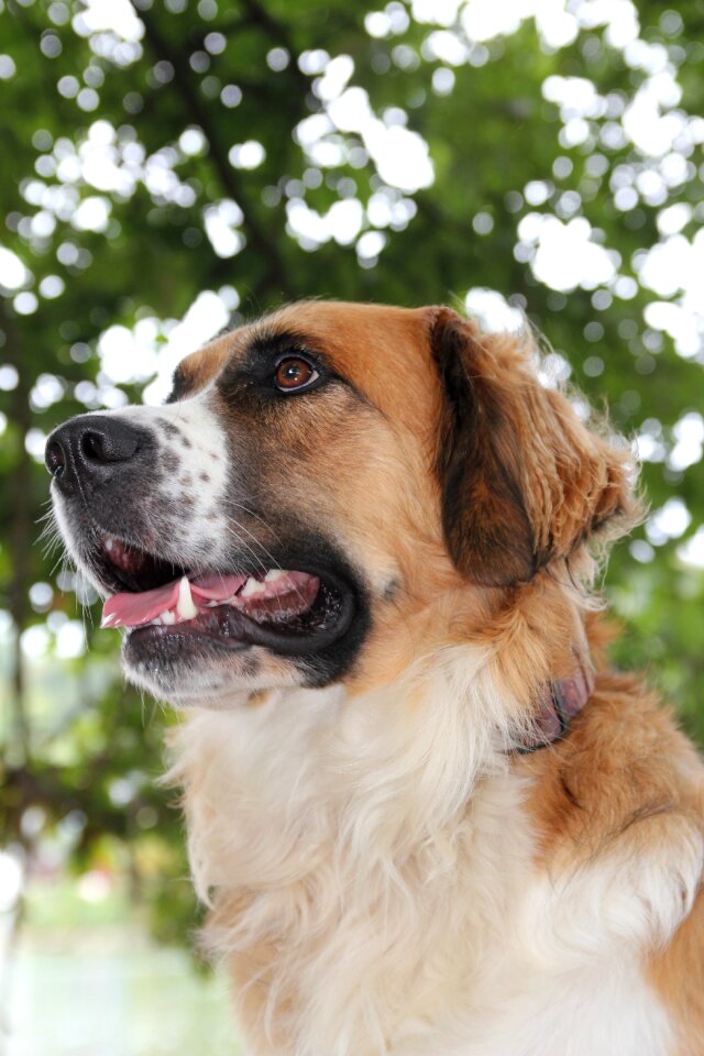 Pet hybrid facial expression