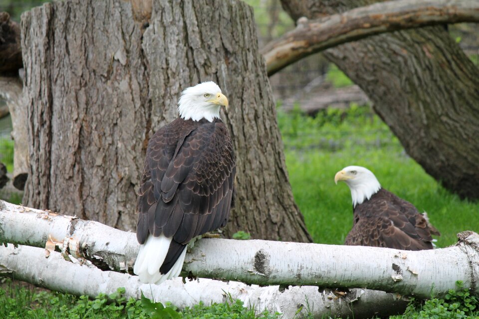 Bald eagle animal nature