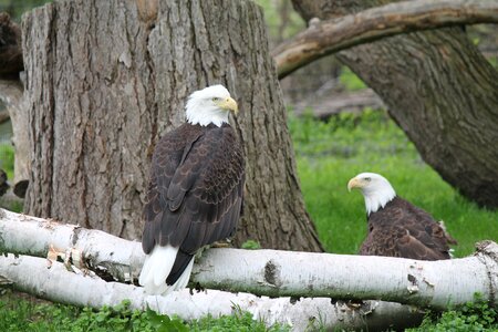 Bald eagle animal nature