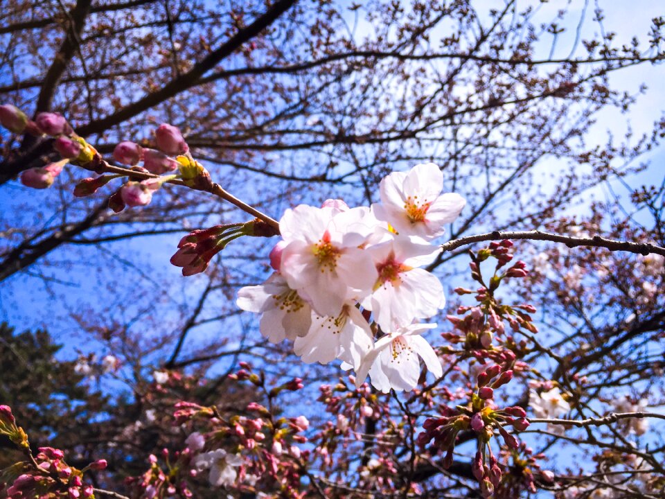 Blossom flower outdoor