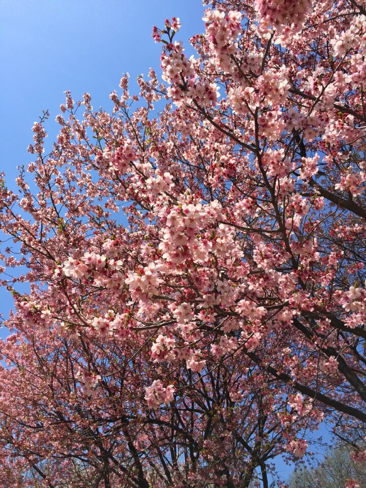 Blossom flower outdoor