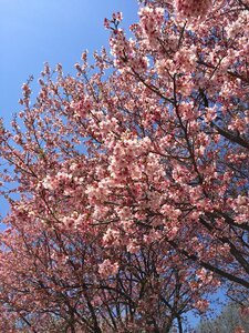 Blossom flower outdoor photo