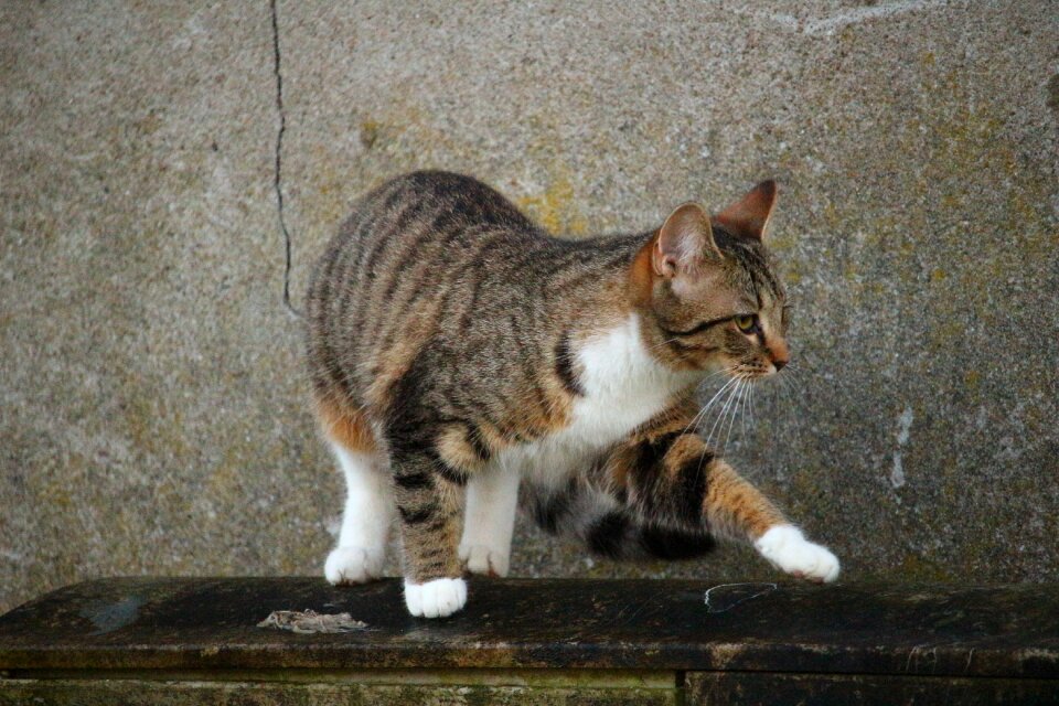 Kitten tiger cat fur