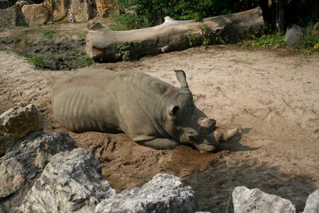 Rhino zoo fauna africa photo