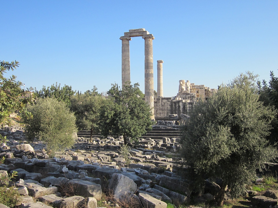Didim didyma alicamurcu