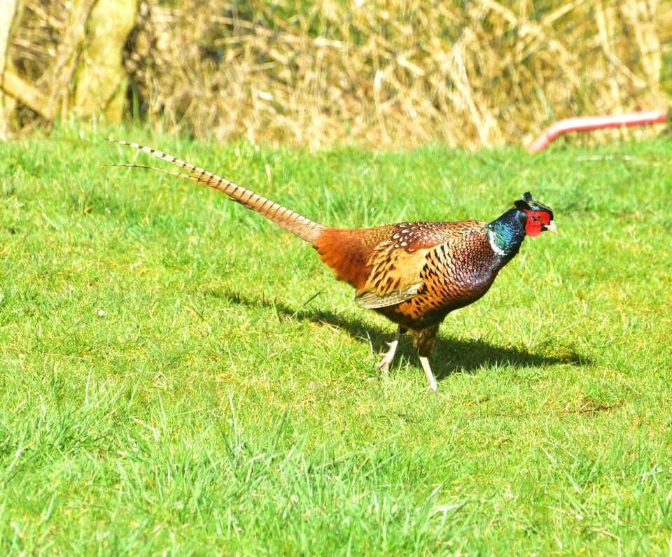 Plumage species colorful