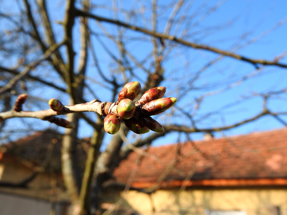 Cherry buds spring leaf buds