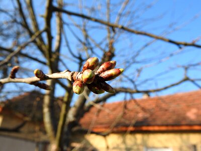 Cherry buds spring leaf buds