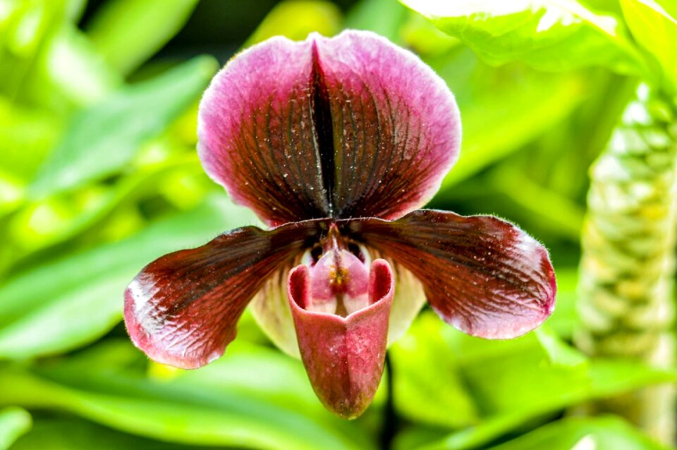 Gardening botanical leaf