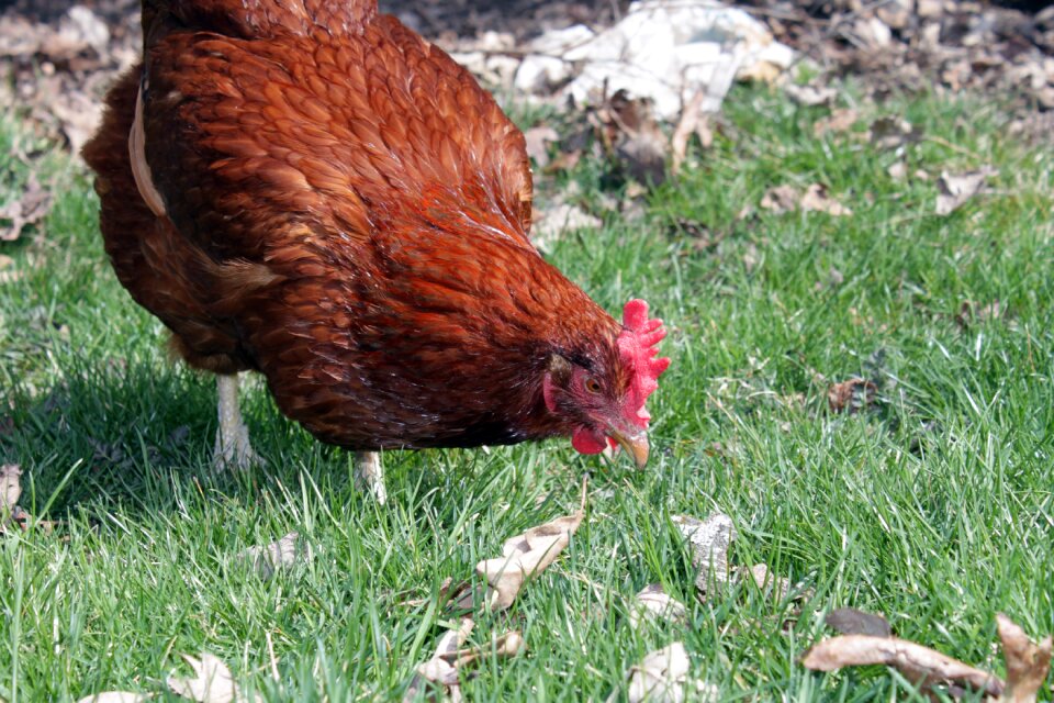 Agriculture alive animal