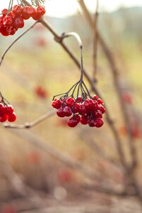 Red nature rowanberries photo