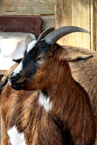 Horns livestock face