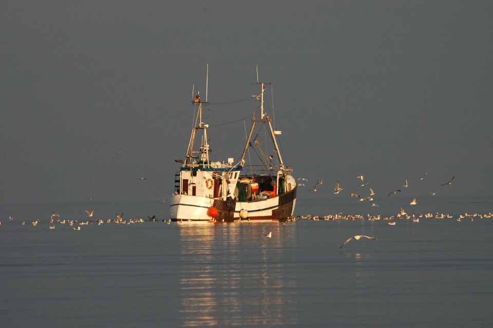 Water coast gulls