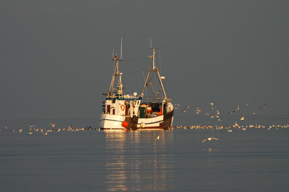 Water coast gulls photo