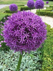 Flora flower garden