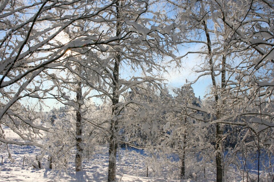 Winter tree snow