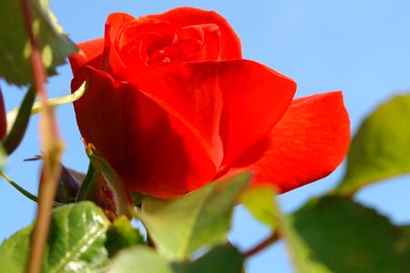 Red rose blossom photo