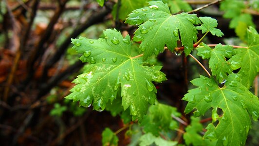 Plant droplet green leaf photo