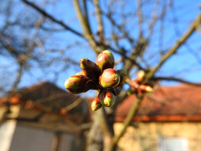 Cherry buds spring leaf buds