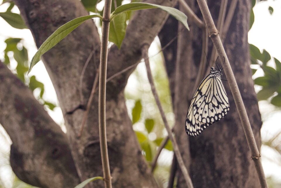 Nature tropical garden