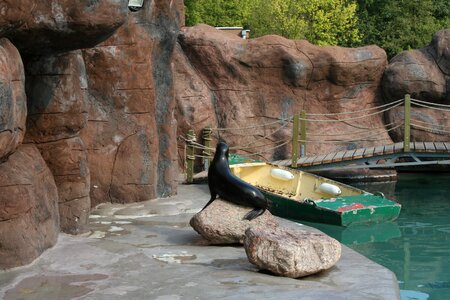 Foka sea ​​lion zoo photo