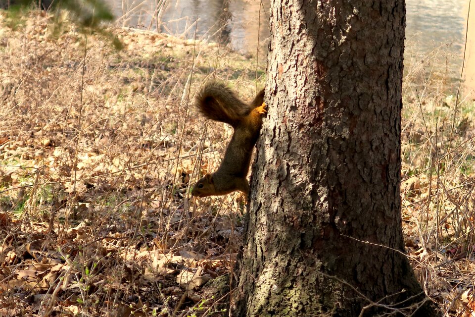 Squirrel animal nature