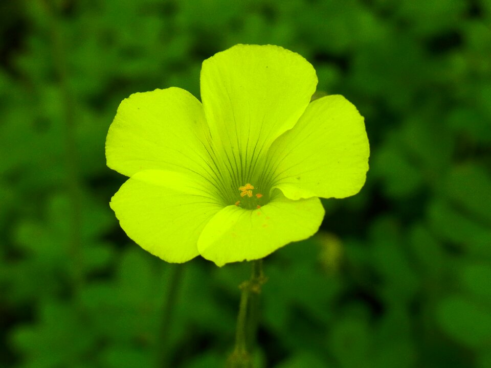 Grass garden blossom