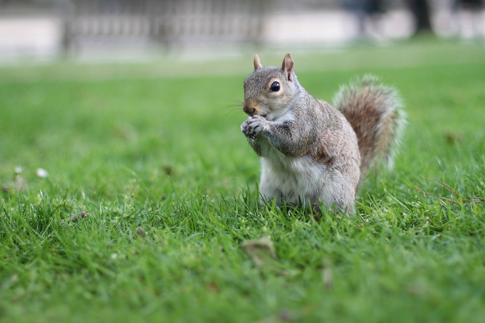 London animal england