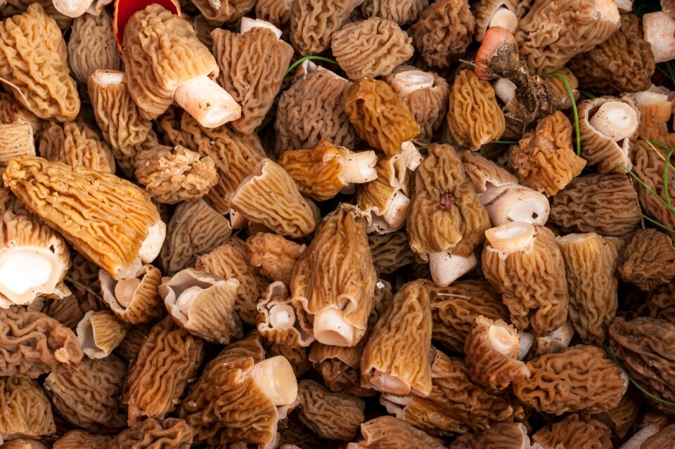 Morel nature mushrooms