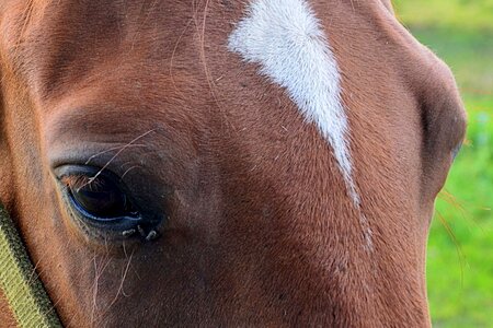 Eyes horse eye eyelashes photo