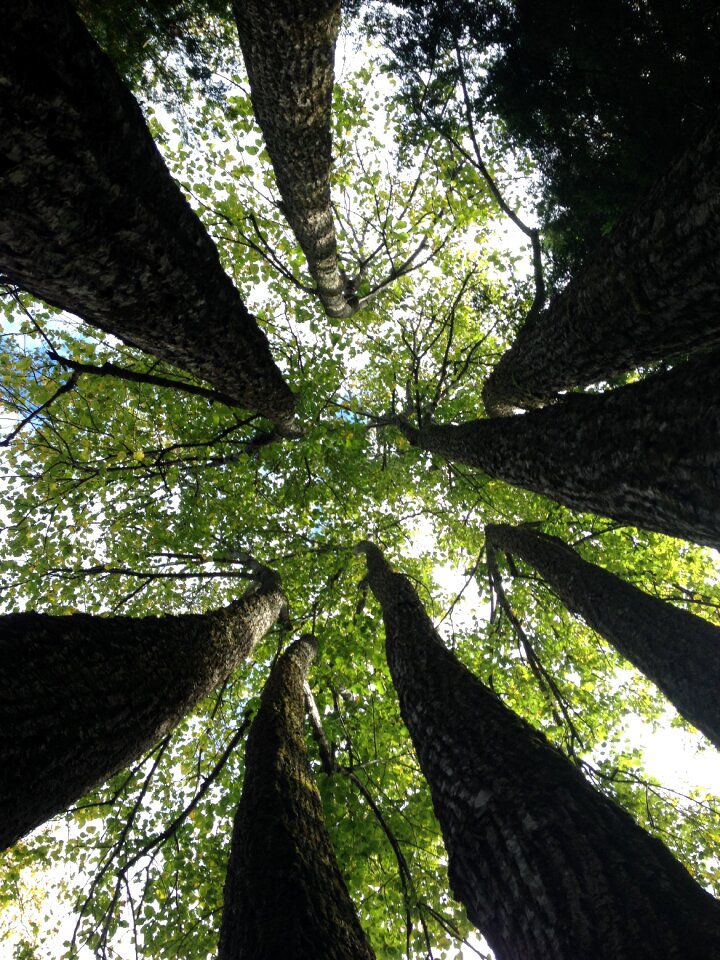 Maples trees forests