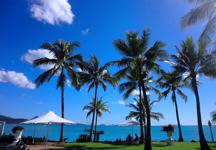 Palm tree the scenery whitsunday islands photo