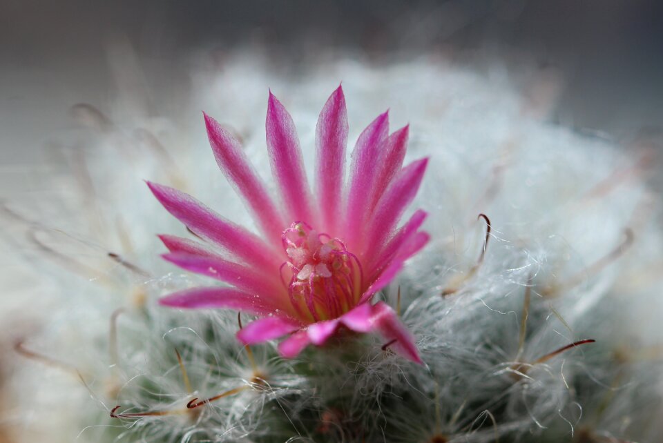 Pink flower