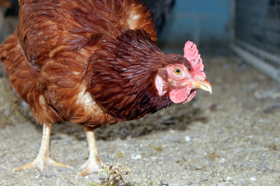 Agriculture alive animal