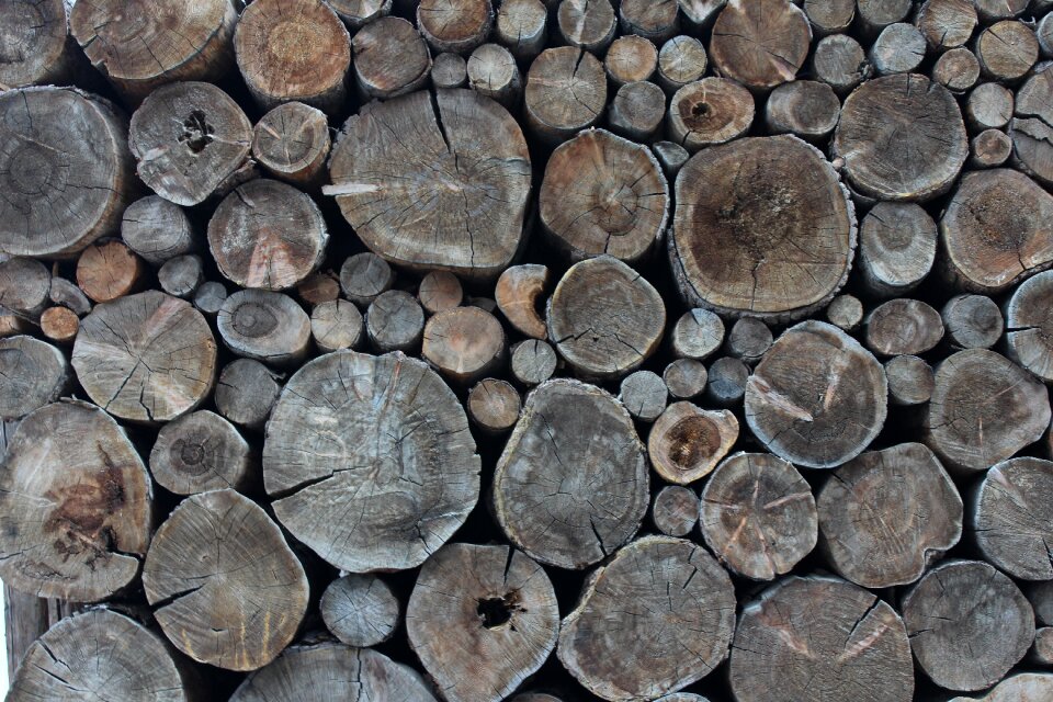 Pile of wood tree trunks tree