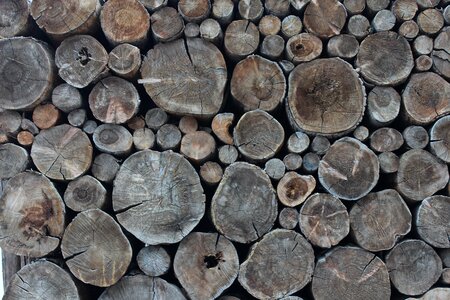 Pile of wood tree trunks tree