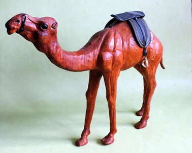 Camel animal tunisia