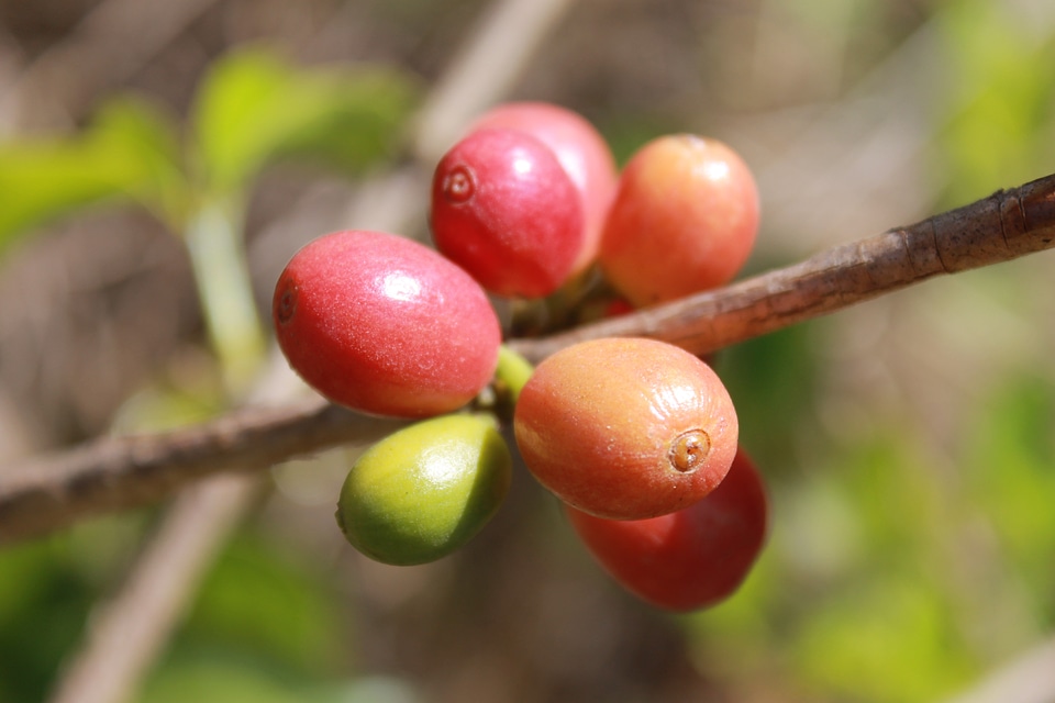 Coffee coffee bean grain