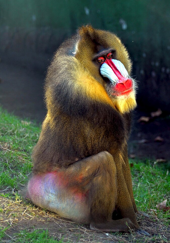 Mono baboon fauna