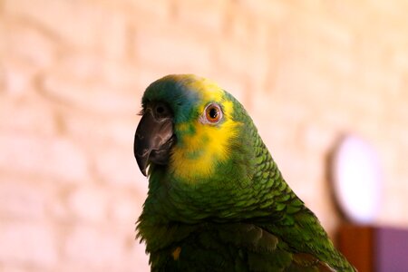 Amazon blue forehead bird colors
